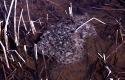 Egg mass of Western Chorus Frog Image