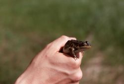 Hand held Leopard Frog Image