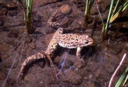 Columbia Spotted Frog Image