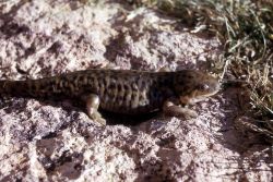 Tiger Salamander Image