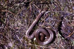 Rubber Boa Image