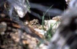 Head of a Prairie Rattlesnake Image