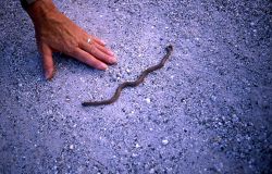 Rubber Boa Image