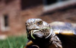 Close up of a Desert Turtle, Grand Canyon National Park Photo