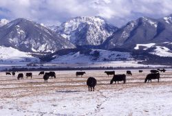 Cattle in Paradise Valley, Montana Image