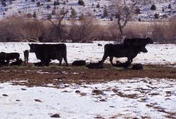 Cows with calves in Paradise Valley, Montana Image