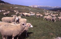 Flock of sheep in the Beartooth Mountains Image