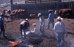 Cattle branding at a ranch near Boulder, Wyoming Image