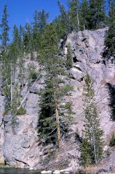 Welded Yellowstone Tuff along the Gibbon River Image