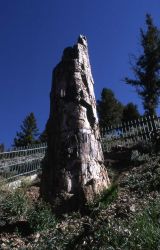 Petrified tree Image