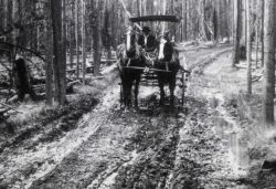 Horse and buggy on dirt road Image