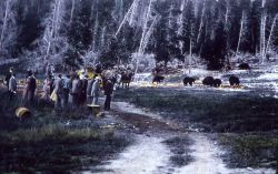 Tourists & bears Image