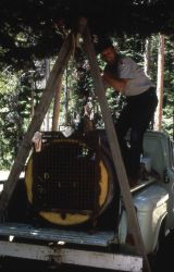 Yellowstone National Park employee Ted Weight with bear trap Image