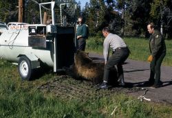 Unloading anesthetized grizzly bear from trap & into net Image
