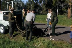 Unloading anesthetized grizzly bear from trap & into net Image
