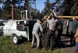 Unloading anesthetized grizzly bear from trap & into net Image