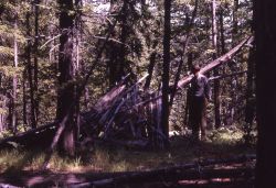 Wickiup leaning near the Osprey Falls trail - History - Indians Image