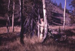 Wickiup in the Gallatins - History - Indians Image