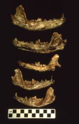 Wolf dog hybrid jaws from Yellowstone 500-1000 years old. Type that sheepeaters had. Filed canines for control Image