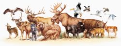 Yellowstone National Park wildlife montage Image