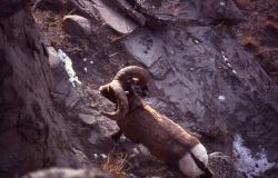 Looking down on a Bighorn Sheep ram Photo