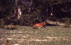 Bison calf Image