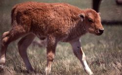 Bison calf Image