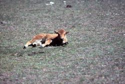 Bison calf Image