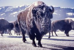 Bison with face covered with snow Image
