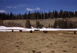 Bison at Mary Bay Photo