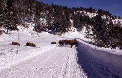 Bison trapped on plowed road Image