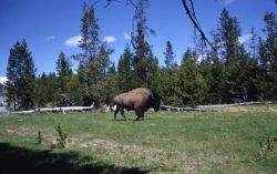 Bison Image