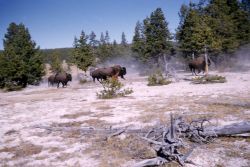 Bison at Fountain Flats Image