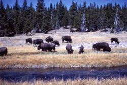 Bison at Nez Perce Creek Image