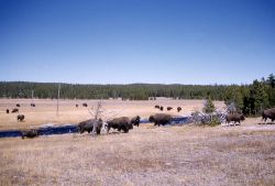 Bison at Fountain Flats Image