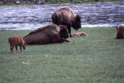 Bison & calves at Madison river Image