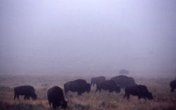 Bison herd in foggy Hayden Valley Photo