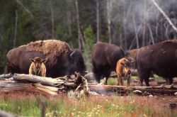 Bison cows & calves Image