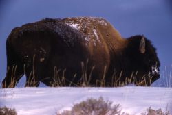Bison in winter in Hayden Valley Image