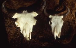 Bull & cow bison skull on robe Photo