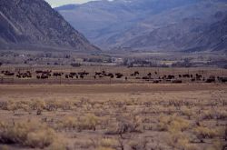 Stephens Creek bison pens Image