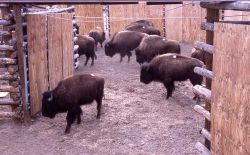 Stephens Creek bison pens Image