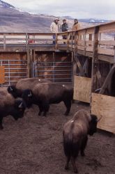 Stephens Creek bison pen - Monty Simenson, Brian Helms, Ben Cunningham Image