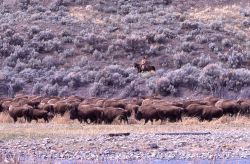 Wally Wines with bison at Chinese Garden Image