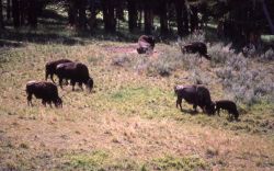 Small group of bison Image