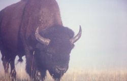 Bison in mist Image