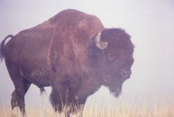 Bison in mist Image