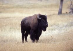 Bison standing Image