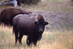 Bison standing Image