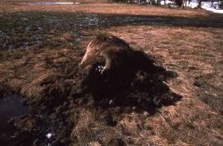 Bison carcass Image